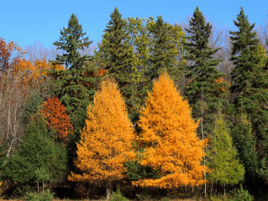 tamarack in autumn